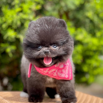 Pomeranian